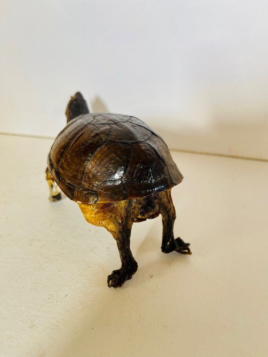 Taxidermie D’une Tortue -photo-5